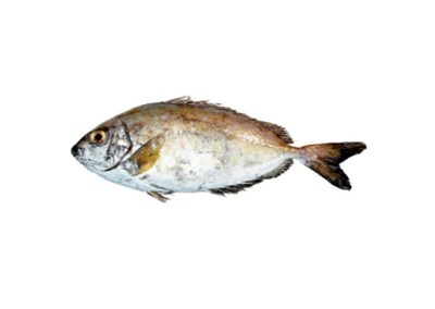 RABBIT FISH